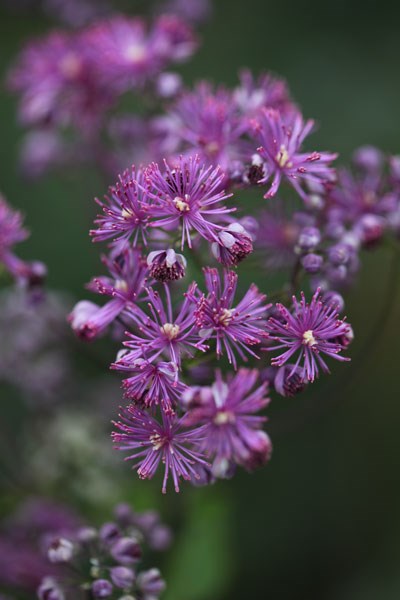 <i>Thalictrum</i> 'Elin'