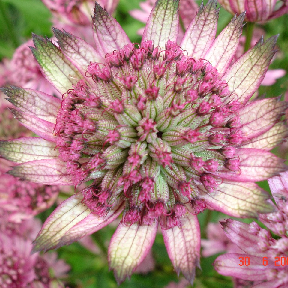 <i>Astrantia major</i> 'Penny's Pink'