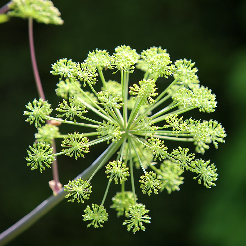 angelica