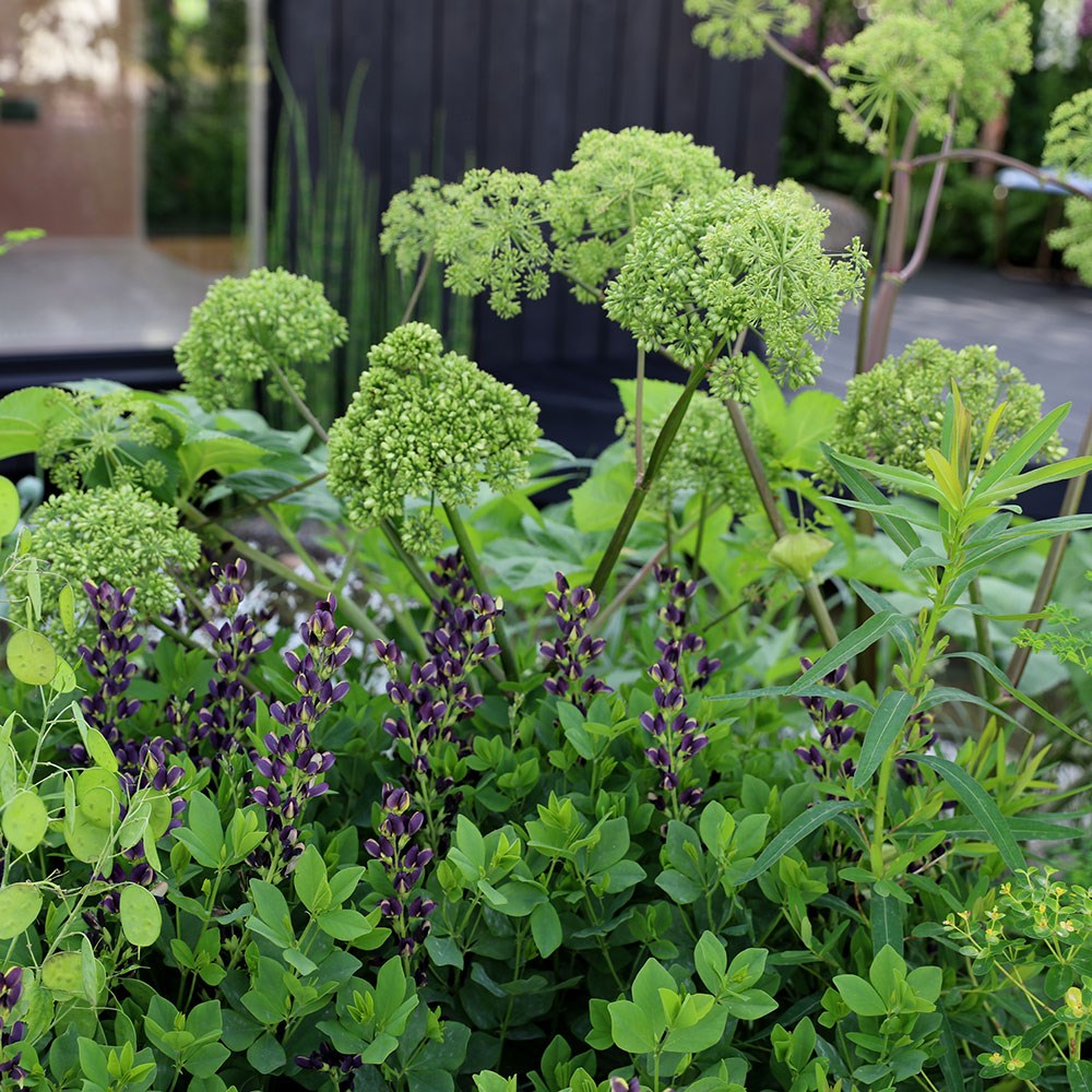 angelica