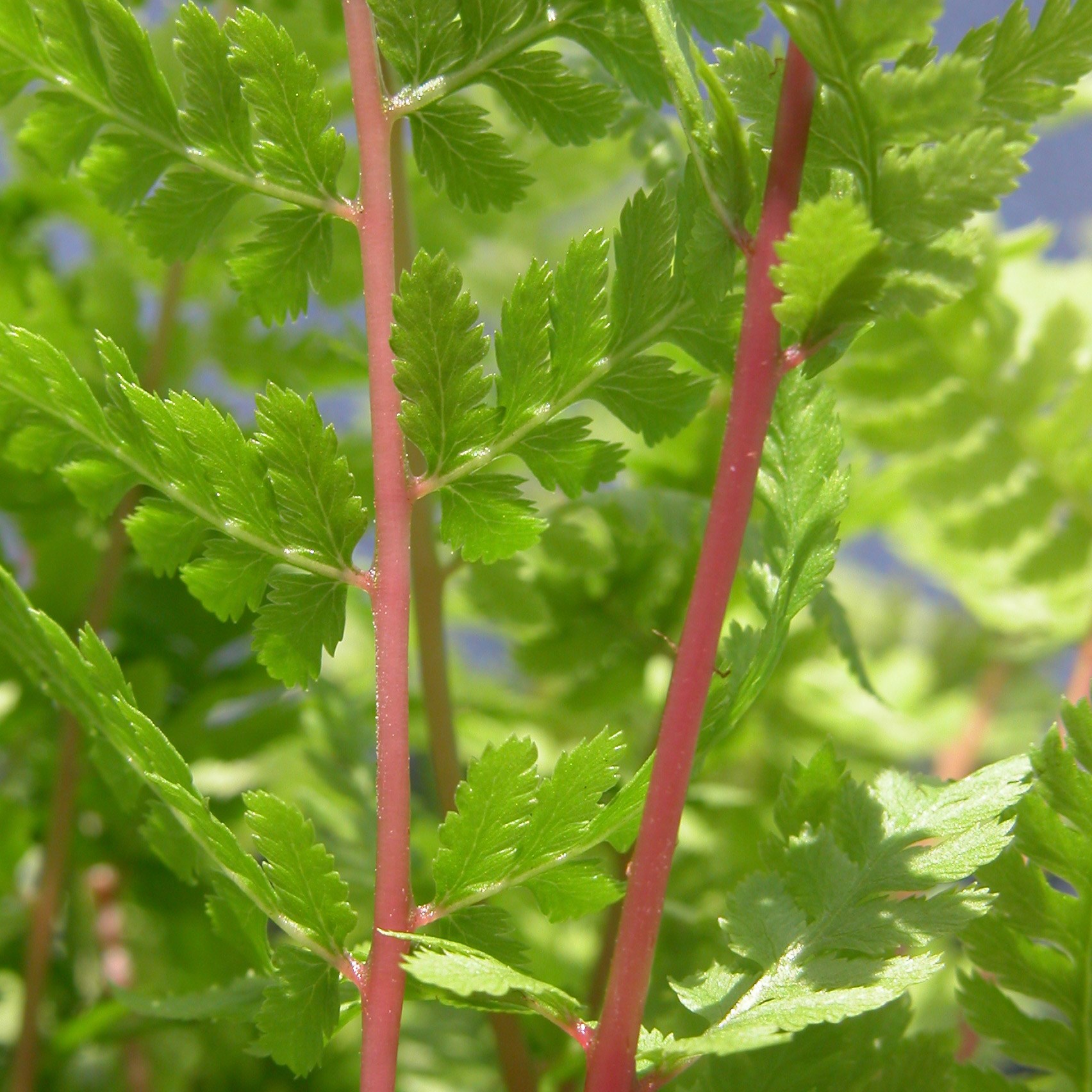 <I>Athyrium filix-femina</i> subsp. <i>angustum</i> f. rubellum 'Lady in Red'
