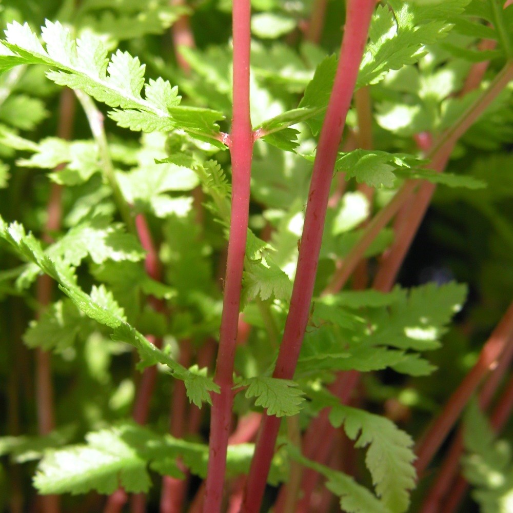 <I>Athyrium filix-femina</i> subsp. <i>angustum</i> f. rubellum 'Lady in Red'