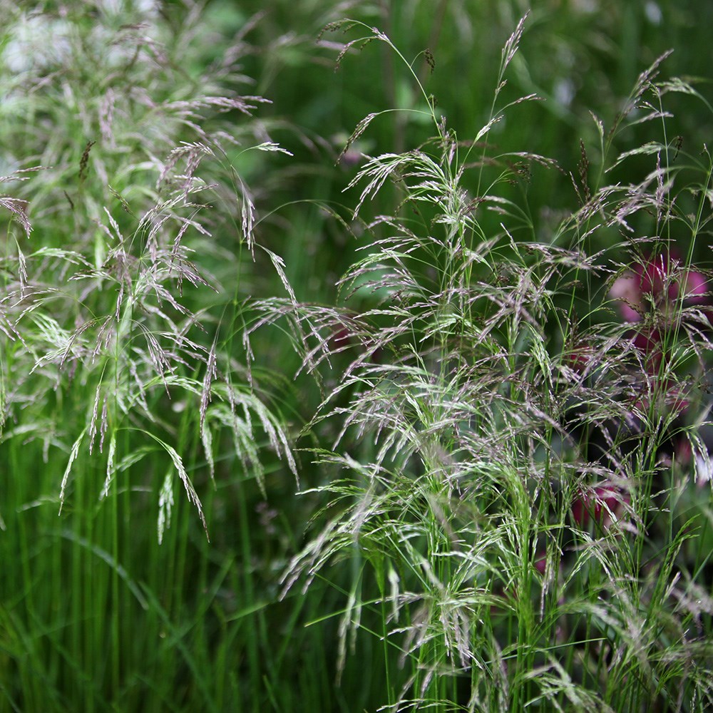 <i>Deschampsia cespitosa</i> 