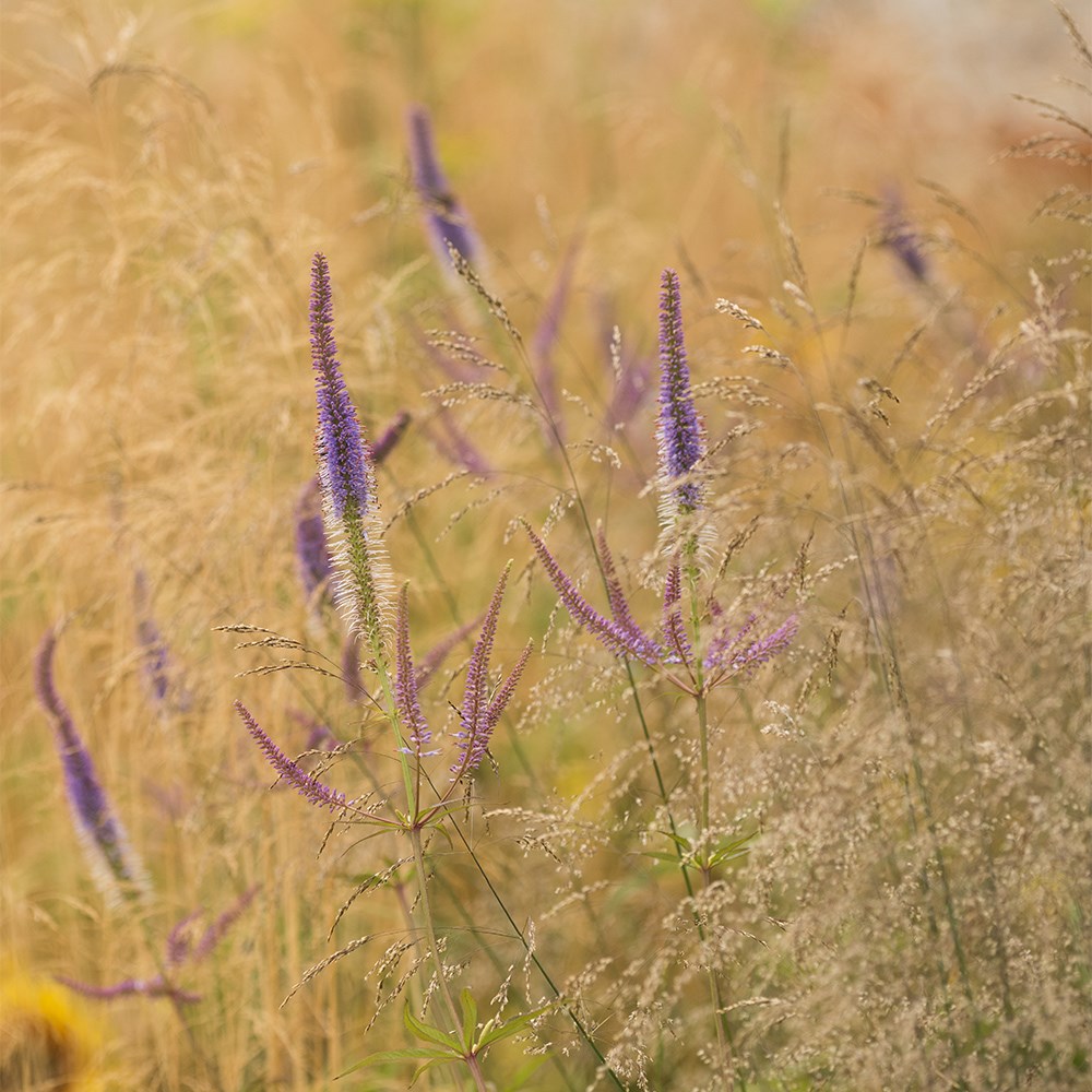 <i>Deschampsia cespitosa</i> 