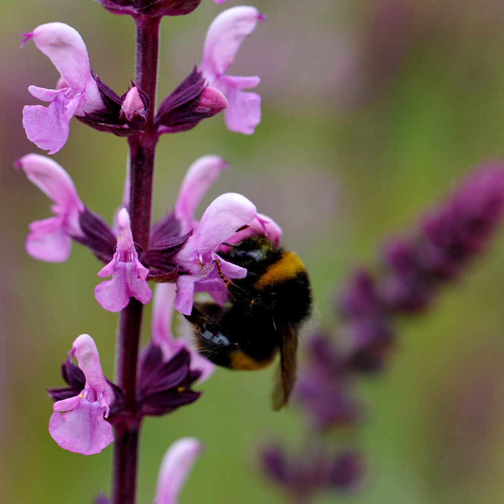 <I>Salvia</i> × <i>sylvestris</i> 'Rose Queen'