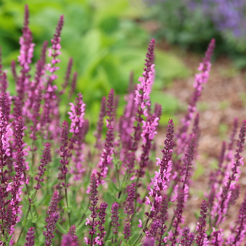 <I>Salvia</i> × <i>sylvestris</i> 'Rose Queen'