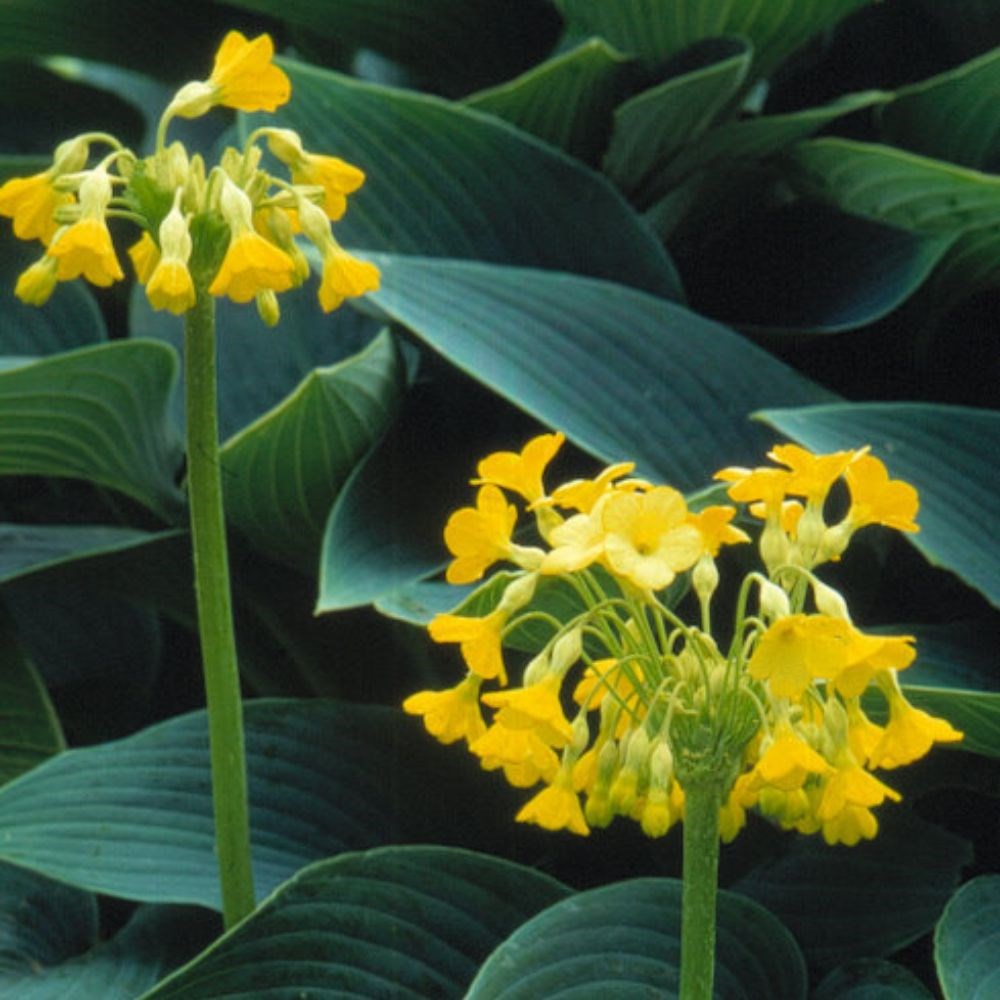 <i>Primula florindae</i> 