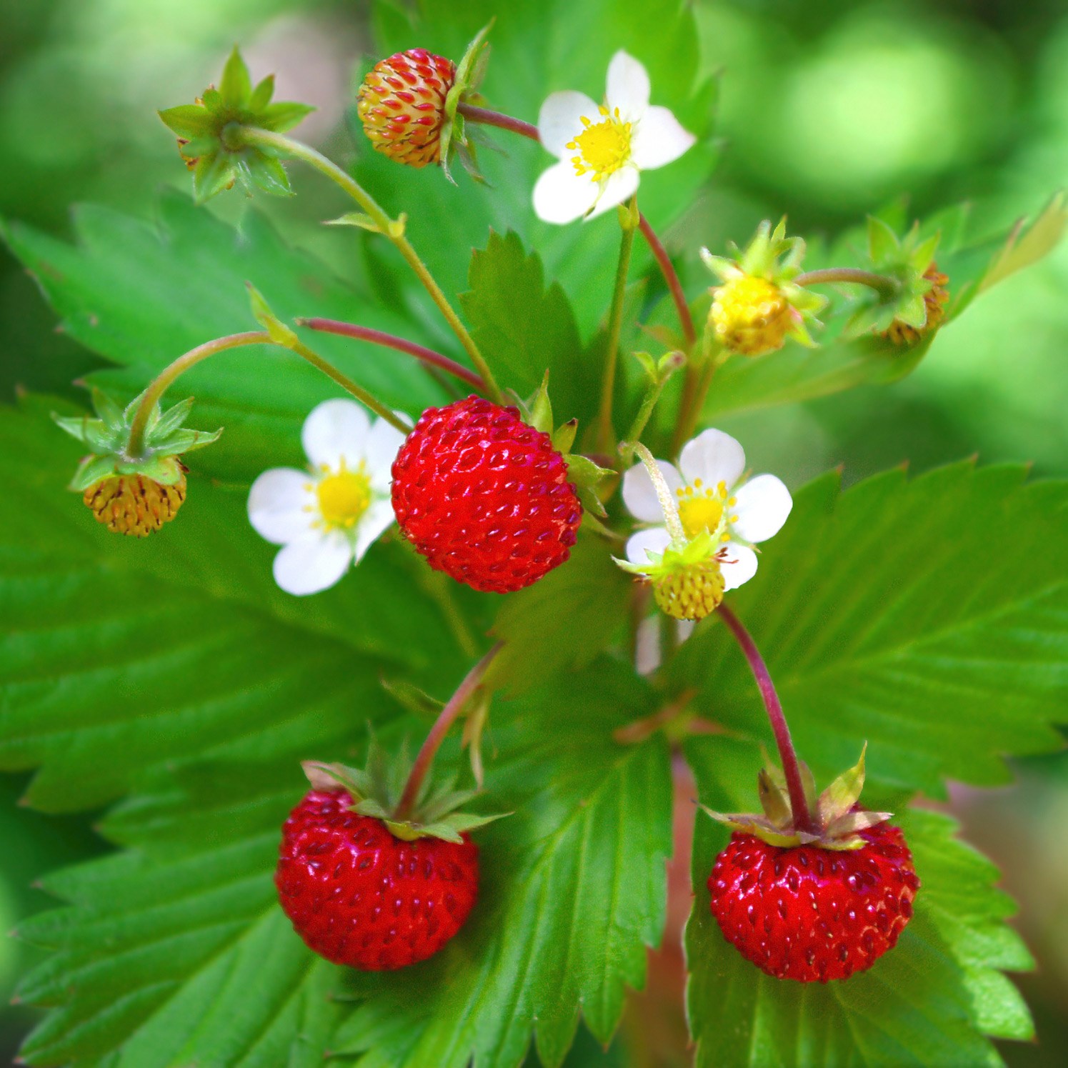 <i>Fragaria vesca</i> 