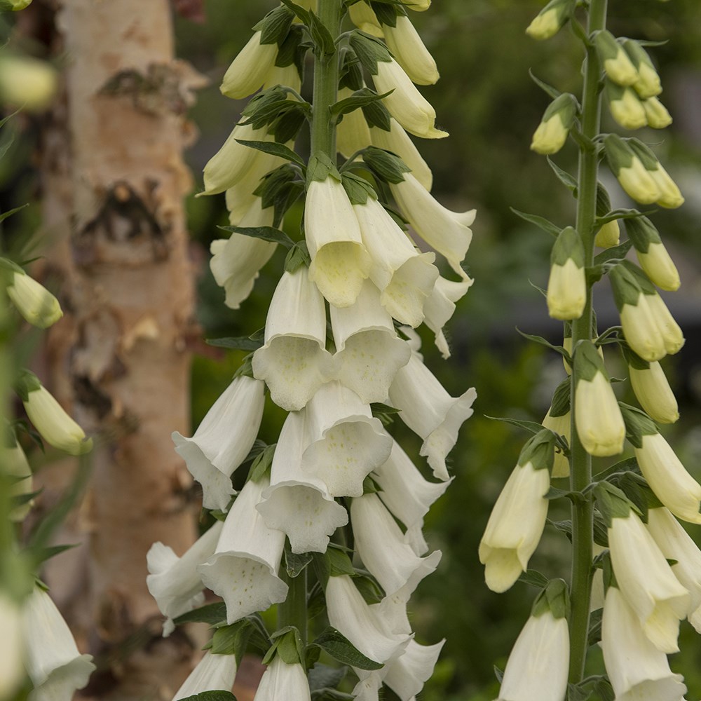 <i>Digitalis purpurea</i> f. <i>albiflora</i>