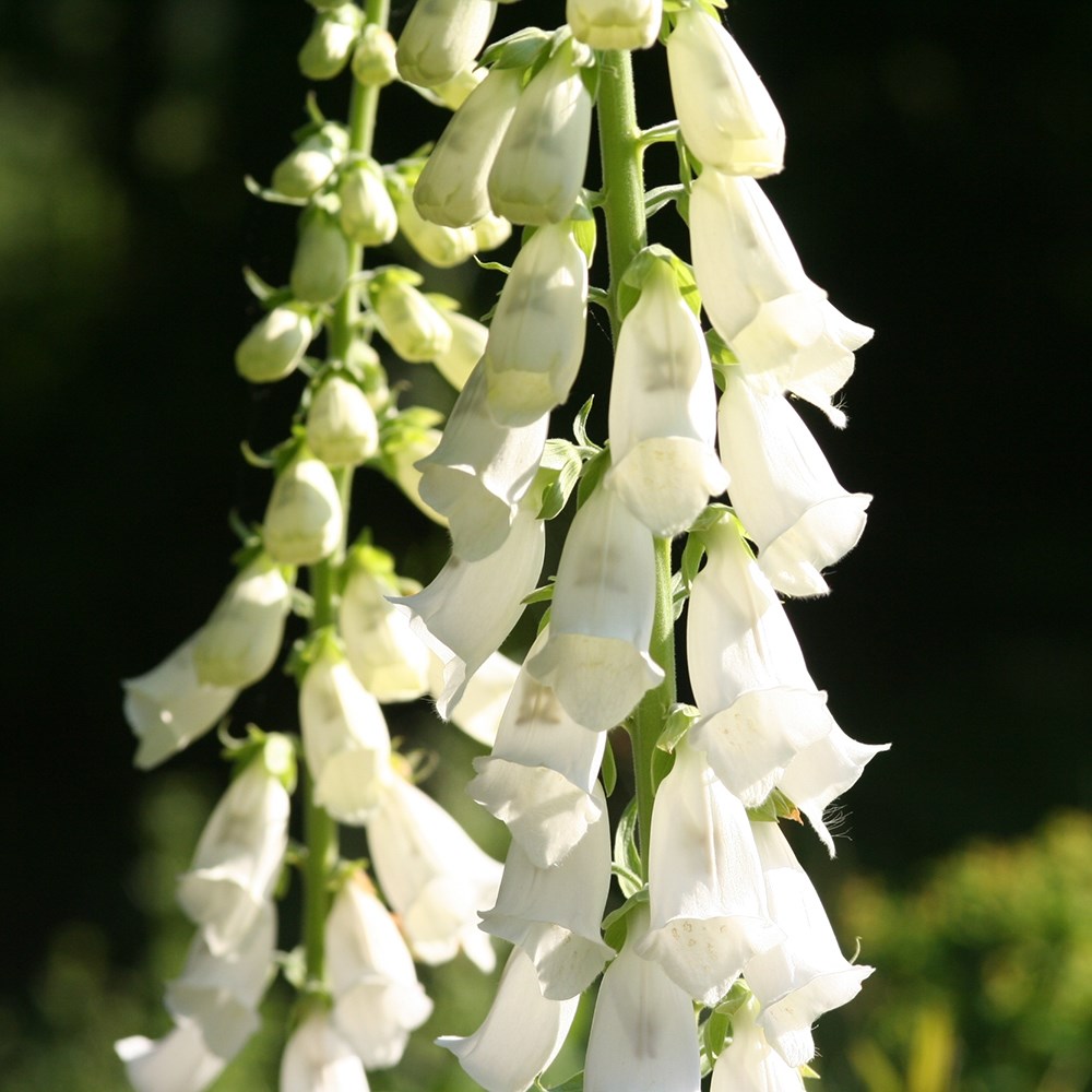 <i>Digitalis purpurea</i> f. <i>albiflora</i>