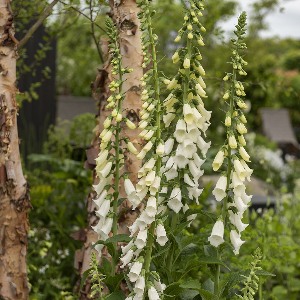 <i>Digitalis purpurea</i> f. <i>albiflora</i>