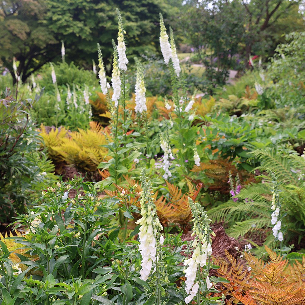 <i>Digitalis purpurea</i> f. <i>albiflora</i>