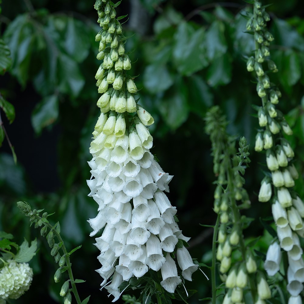 <i>Digitalis purpurea</i> f. <i>albiflora</i>