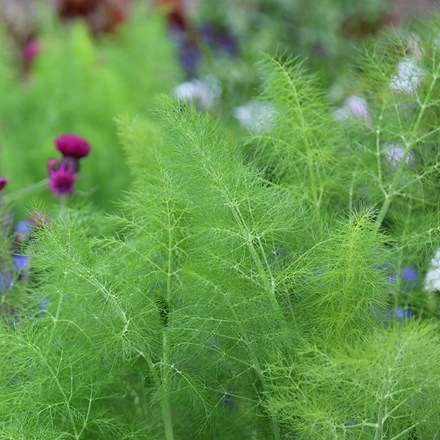 Foeniculum vulgare