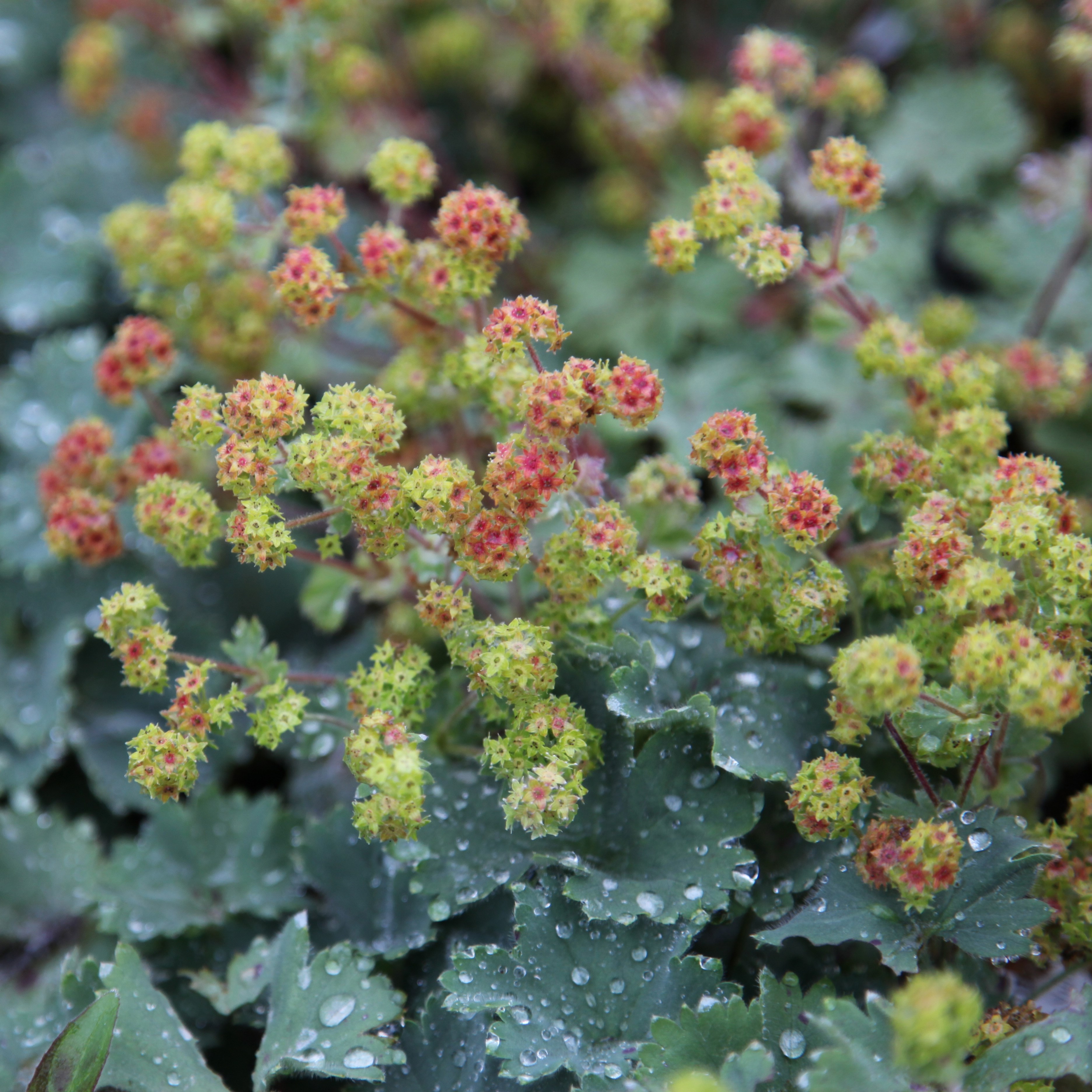 <i>Alchemilla erythropoda</i> 