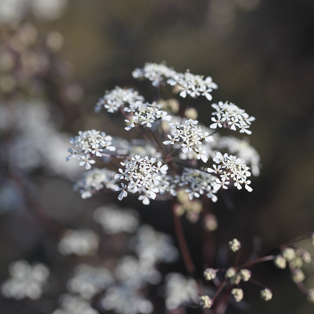 <i>Anthriscus sylvestris</i> 'Ravenswing'