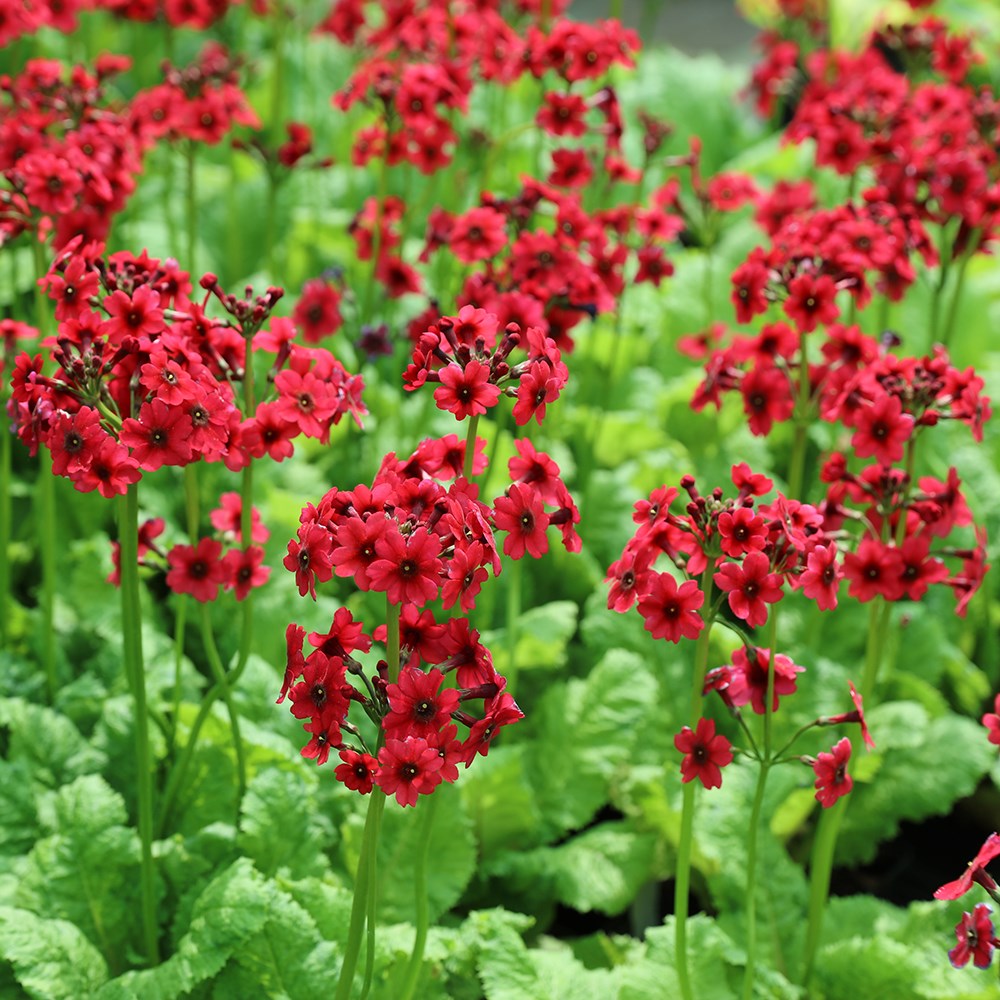 <i>Primula japonica</i> 'Miller's Crimson'