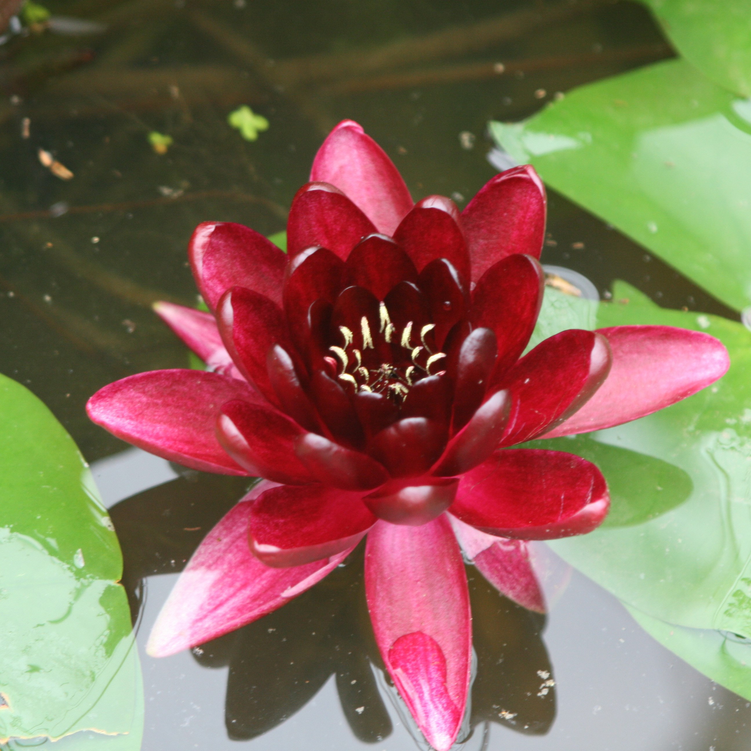 <i>Nymphaea</i> 'Almost Black'