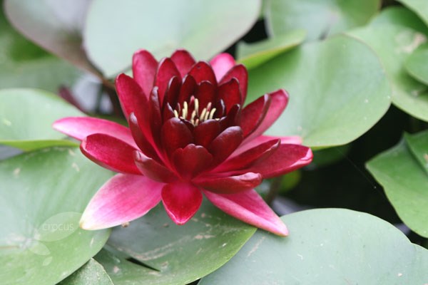 <i>Nymphaea</i> 'Almost Black'