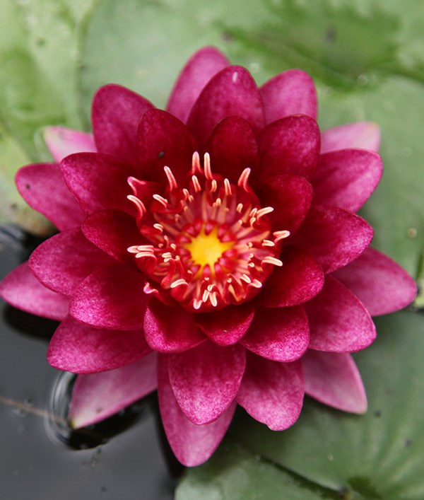 <i>Nymphaea</i> 'Almost Black'