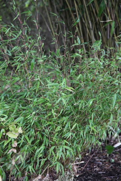 <i>Fargesia rufa</i> 