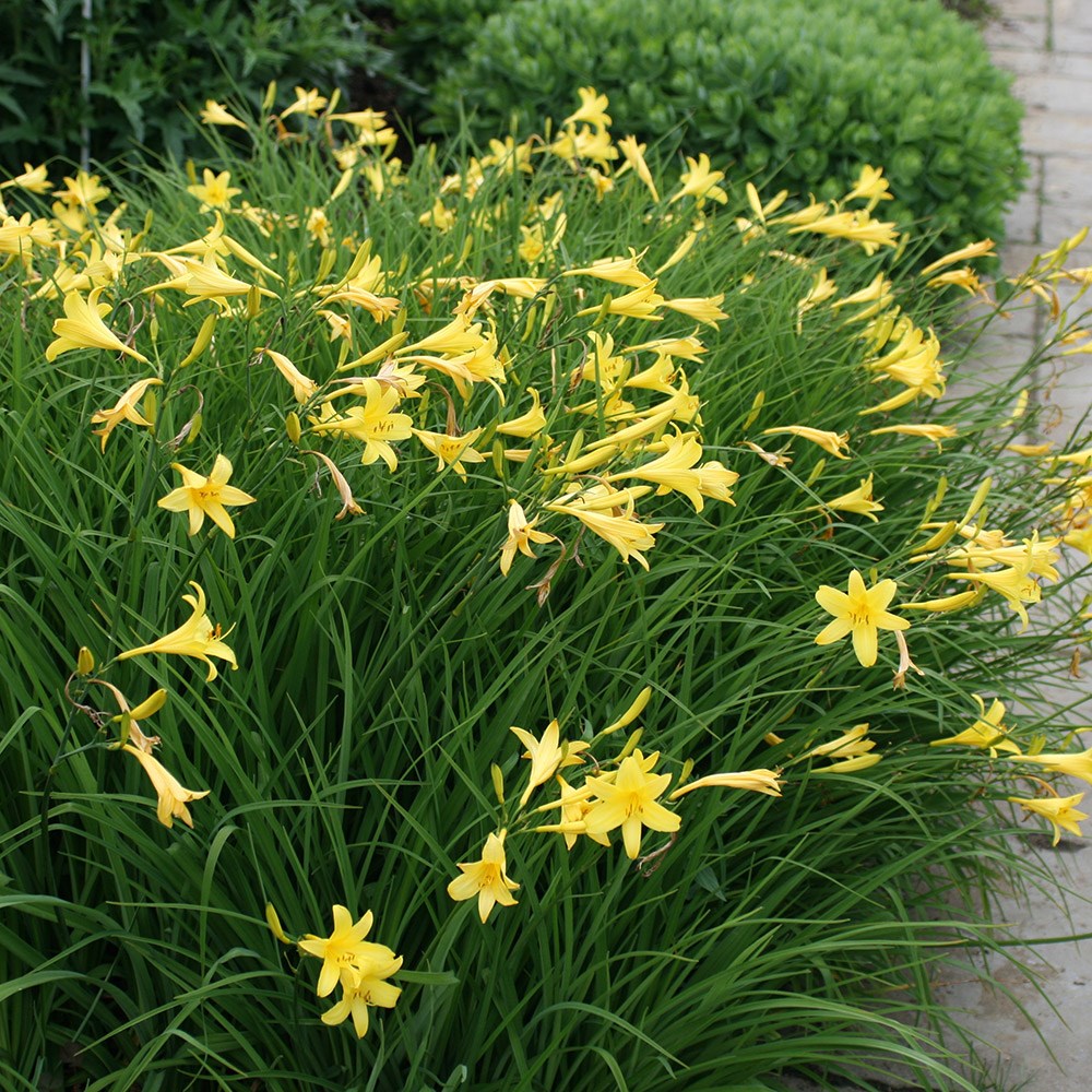<i>Hemerocallis lilioasphodelus</i> 