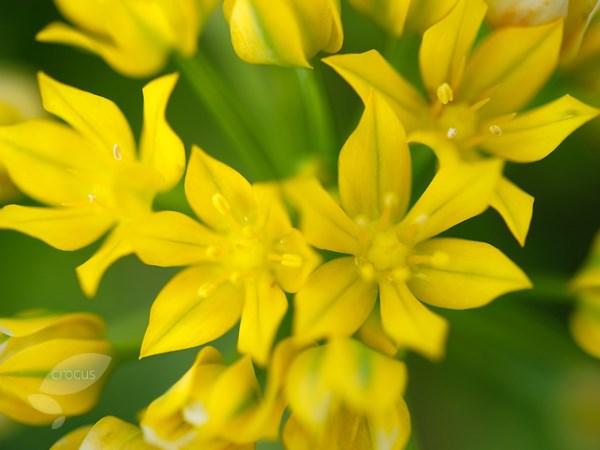 <i>Allium moly</i> 