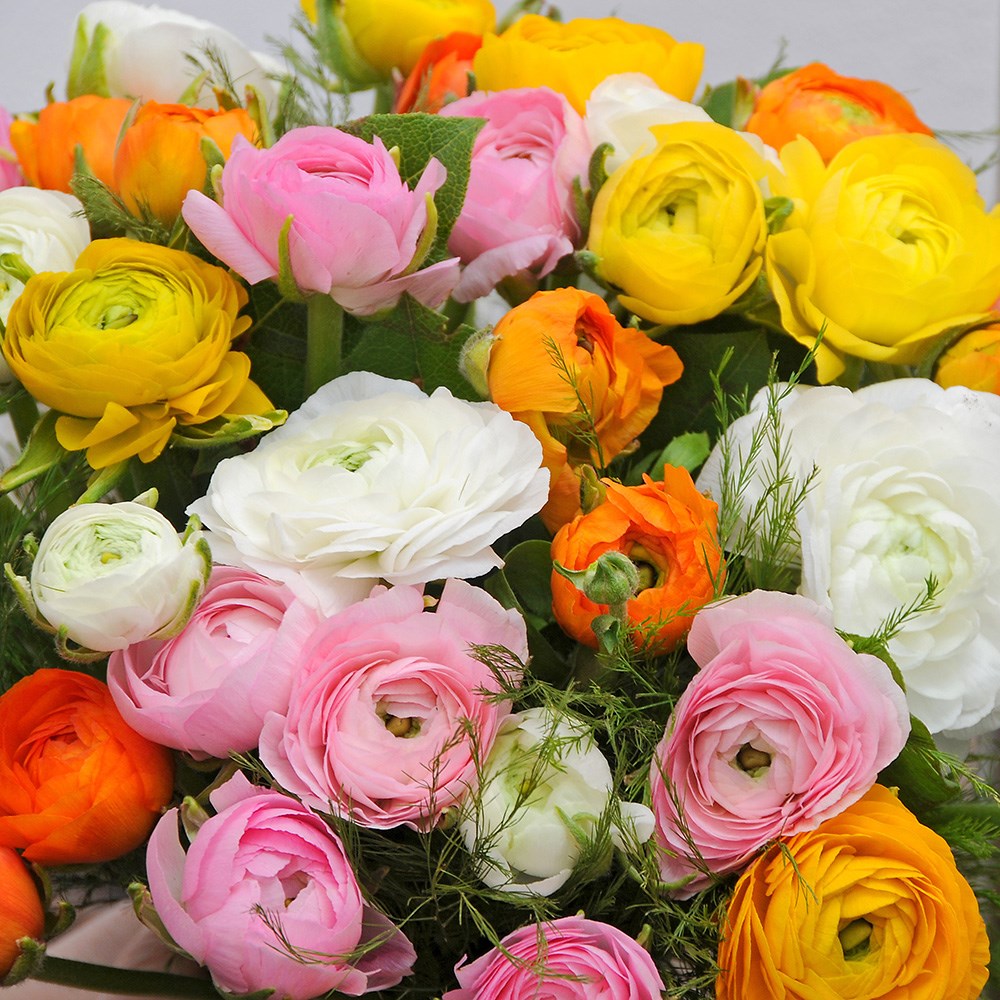 <i>Ranunculus</i> 'Paeony mixed'