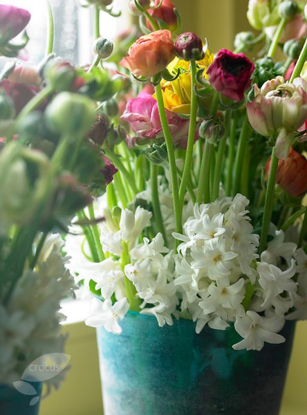 <i>Ranunculus</i> 'Paeony mixed'