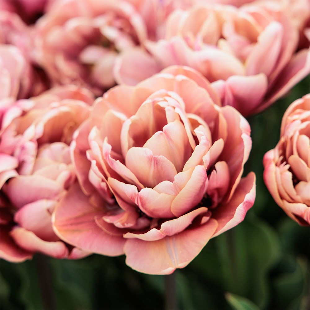 <i>Tulipa</i> 'La Belle Époque'