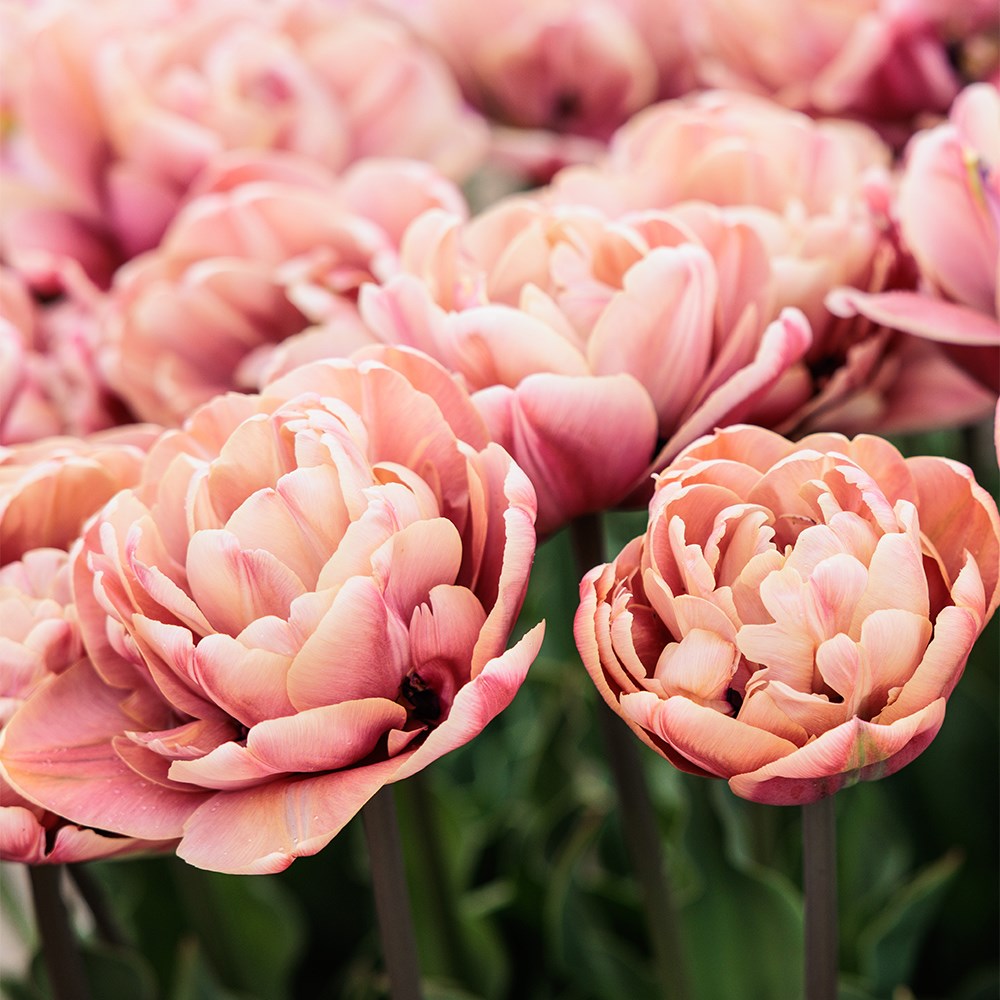 <i>Tulipa</i> 'La Belle Époque'