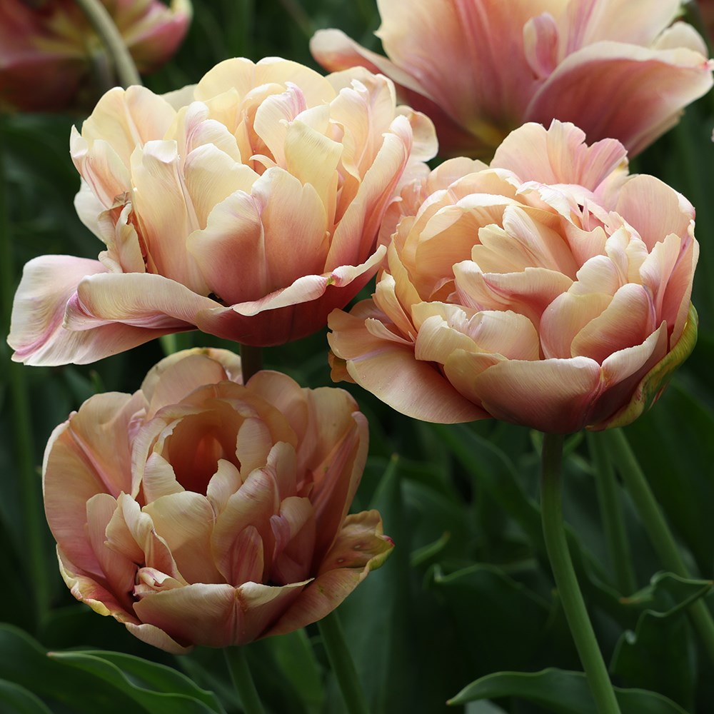 <i>Tulipa</i> 'La Belle Époque'