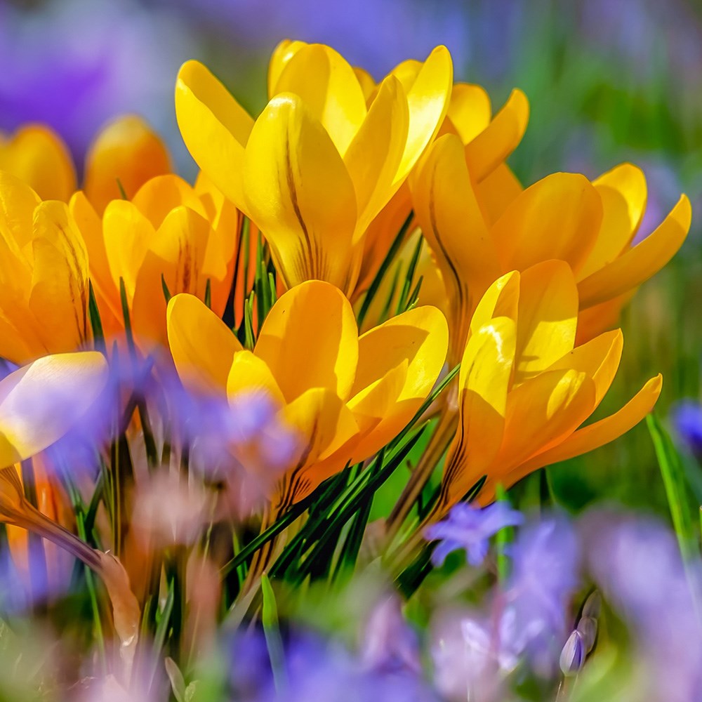 <I>Crocus</i> × <i>luteus</i> 'Golden Yellow'