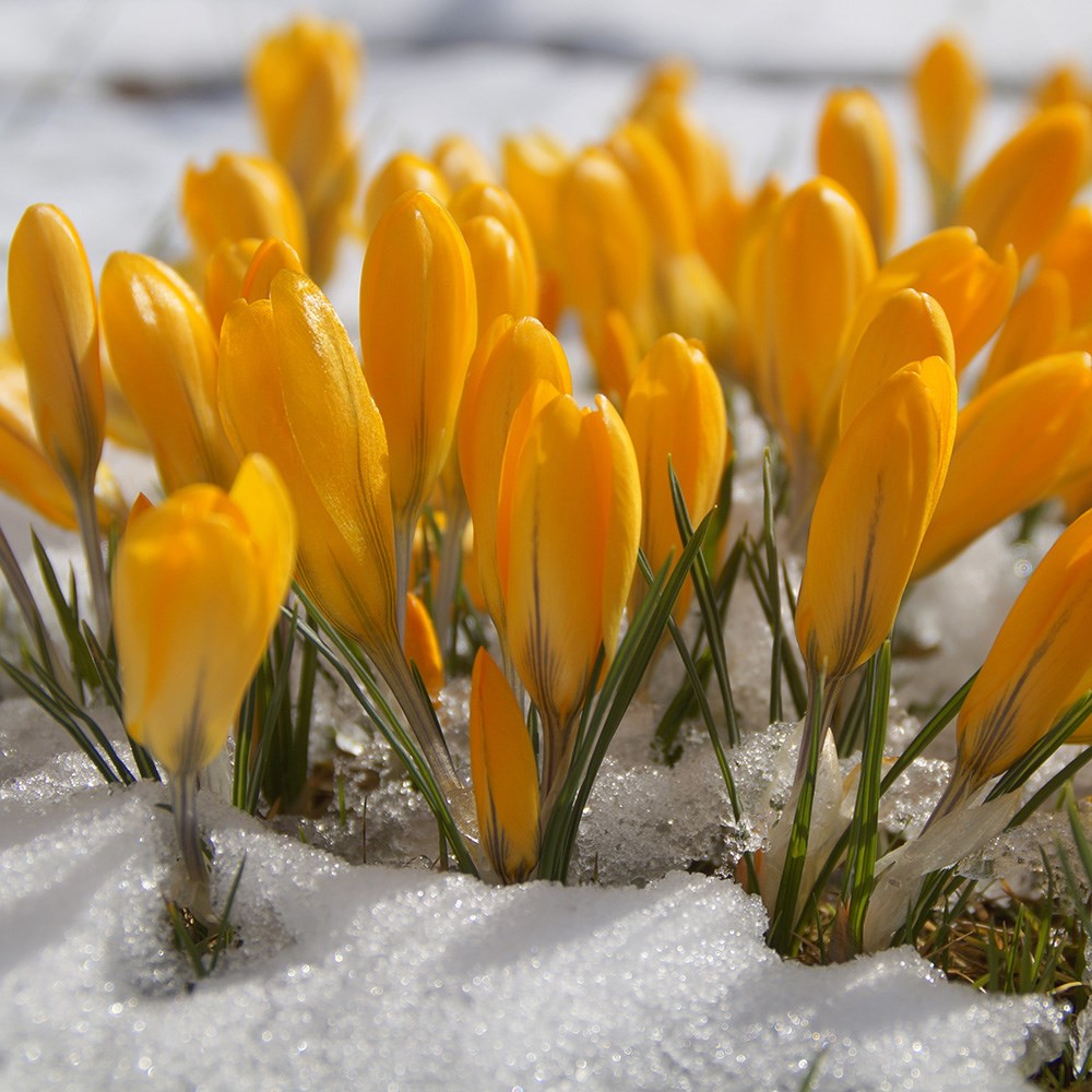<I>Crocus</i> × <i>luteus</i> 'Golden Yellow'