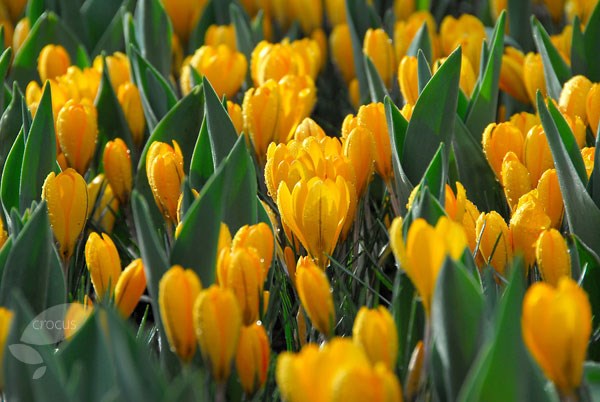 <I>Crocus</i> × <i>luteus</i> 'Golden Yellow'