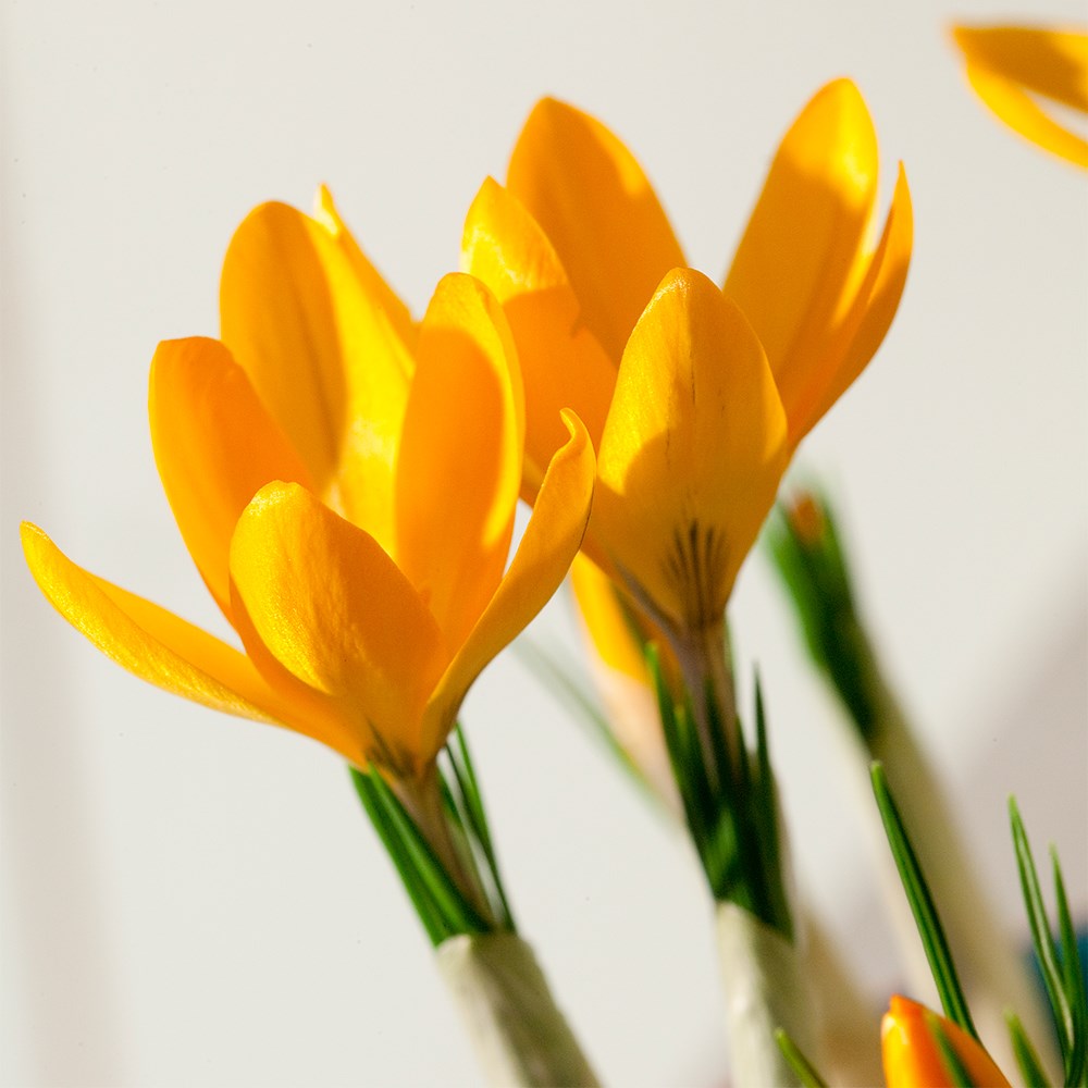 <I>Crocus</i> × <i>luteus</i> 'Golden Yellow'