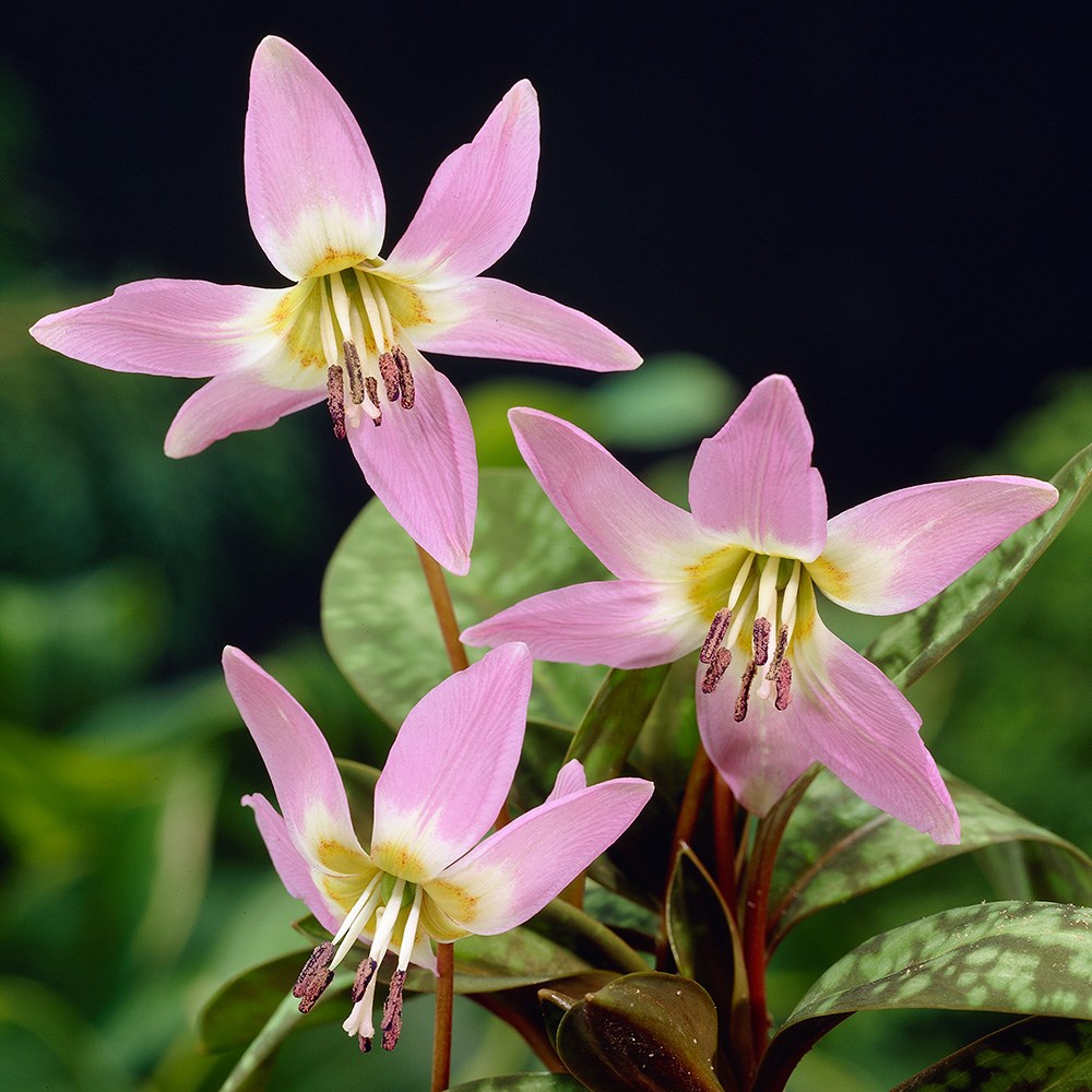 <i>Erythronium dens-canis</i> 