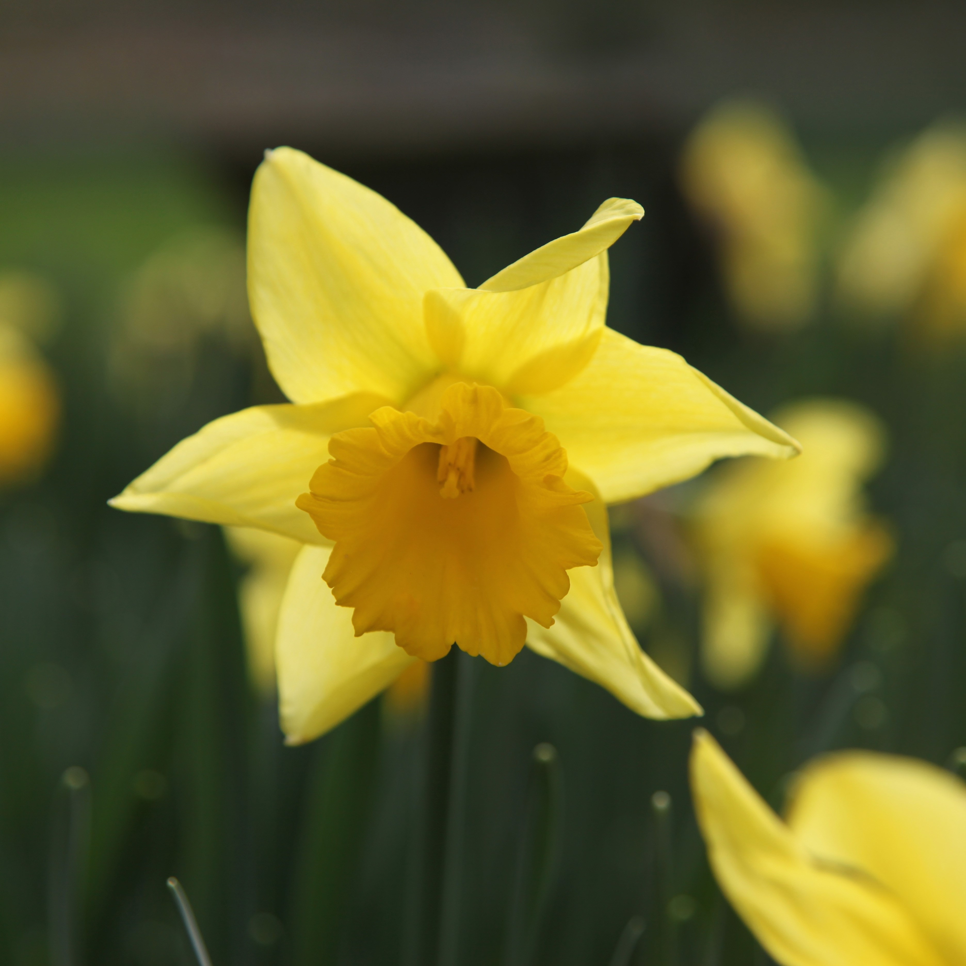 <i>Narcissus</i> 'Rijnveld's Early Sensation'