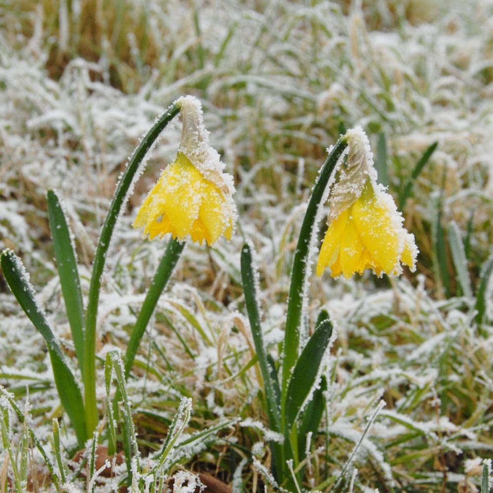 <i>Narcissus</i> 'Rijnveld's Early Sensation'