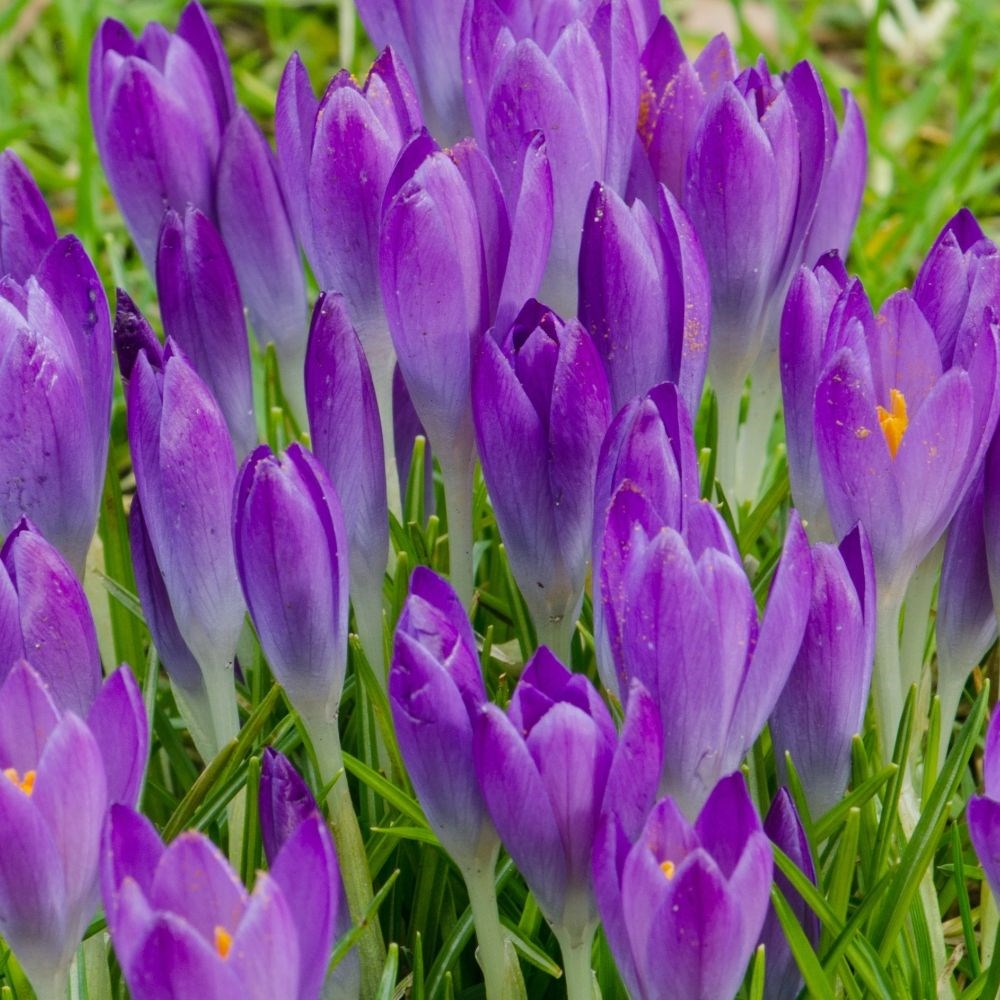 <i>Crocus tommasinianus</i> 'Barr's Purple'
