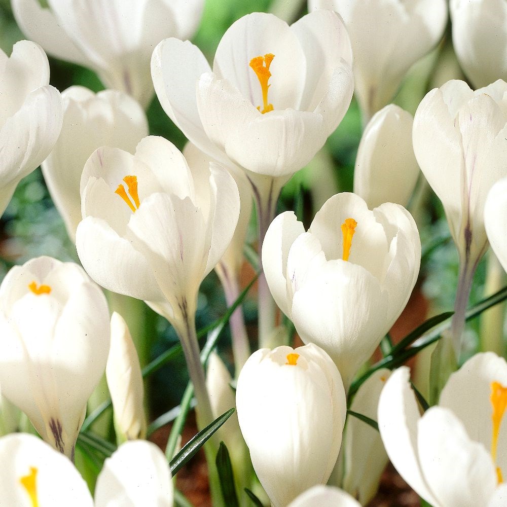 <i>Crocus</i> 'Jeanne d'Arc'