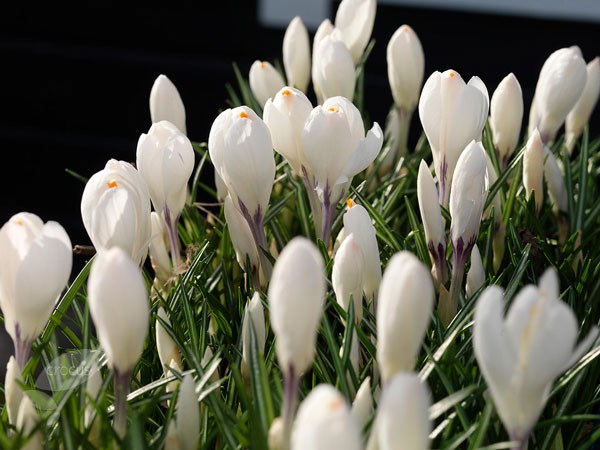 <i>Crocus</i> 'Jeanne d'Arc'