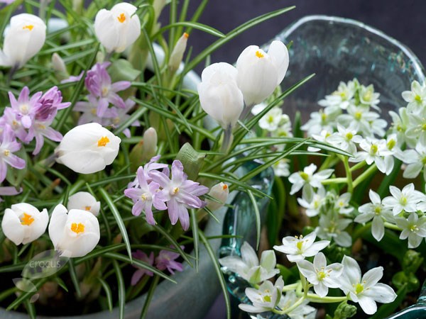 <i>Crocus</i> 'Jeanne d'Arc'
