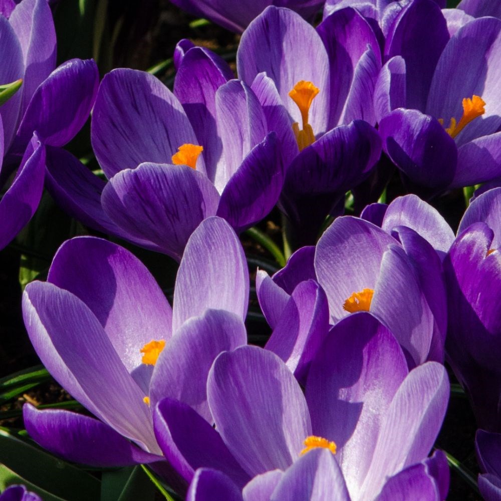 <i>Crocus</i> 'Remembrance'