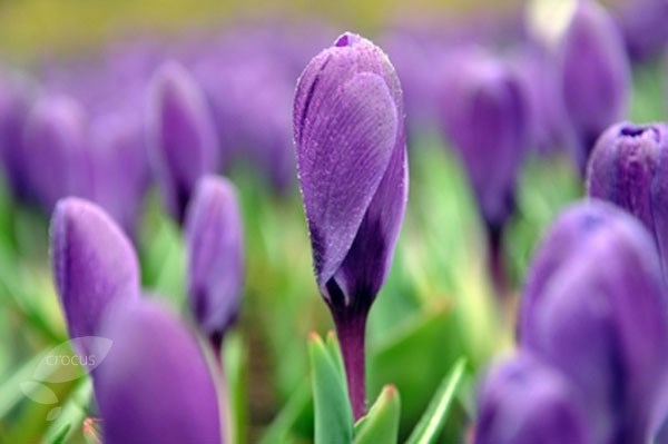 <i>Crocus</i> 'Remembrance'