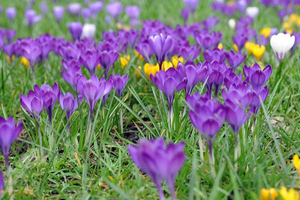 <i>Crocus</i> 'Remembrance'