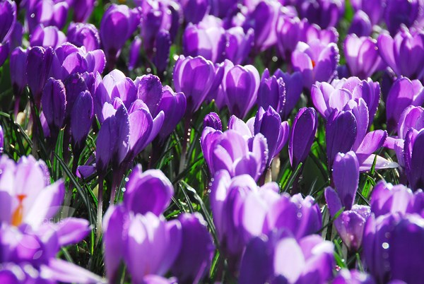 <i>Crocus</i> 'Remembrance'
