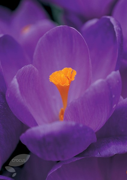 <i>Crocus</i> 'Remembrance'