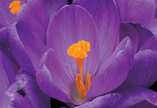 <i>Crocus</i> 'Remembrance'