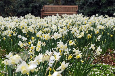 <i>Narcissus</i> 'Curlew'